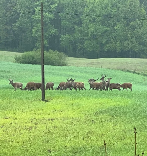 Mehrere Hirsche auf einem Feld in Polen bei einer Jagdreise